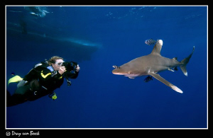 videographer and oceanic white tip by Dray Van Beeck 